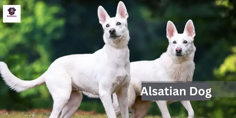 White Alsatian Dog