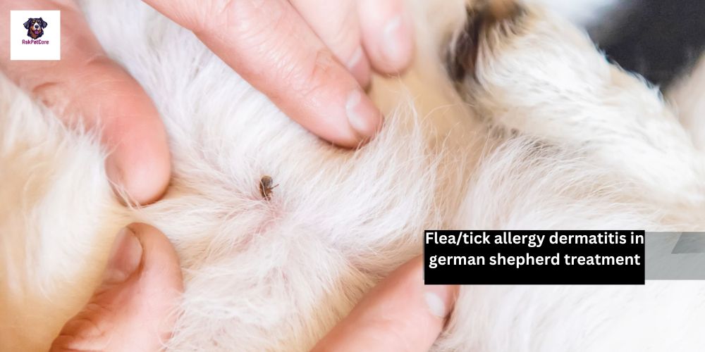 Flea/tick allergy dermatitis in German shepherd treatment: