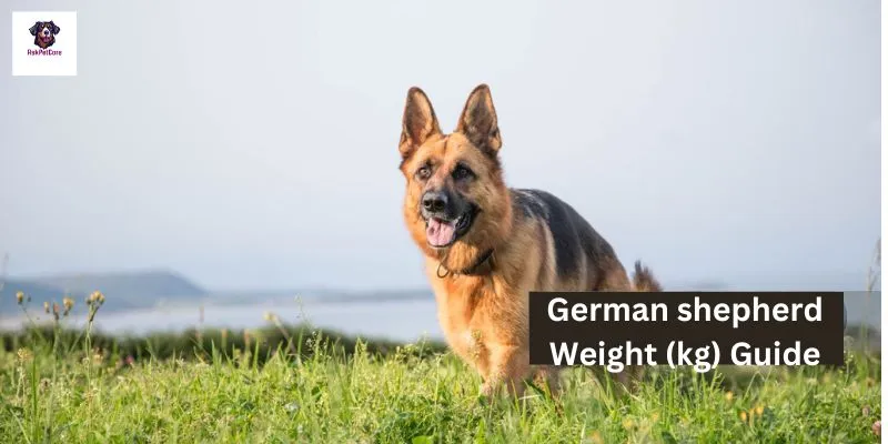 German shepherd Weight (kg) 