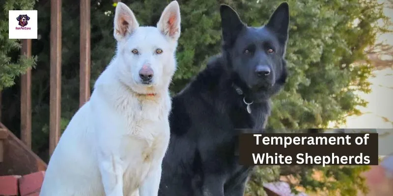 Temperament of White Shepherds