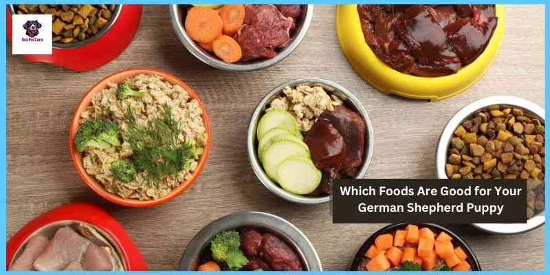 Which Foods Are Good for Your German shepherd Puppy