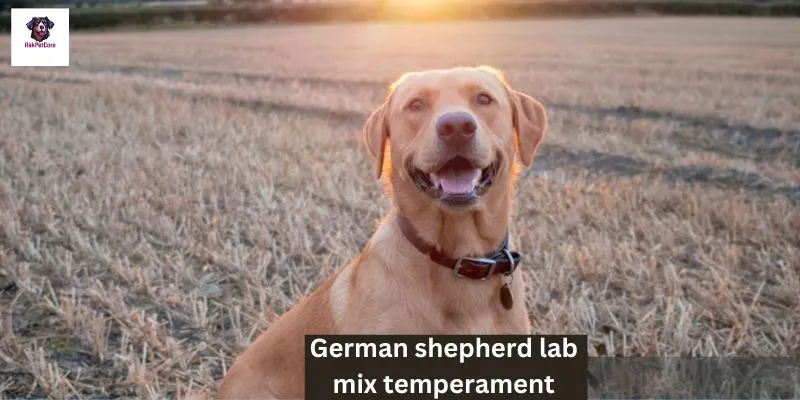 German shepherd Lab Mix Temperament