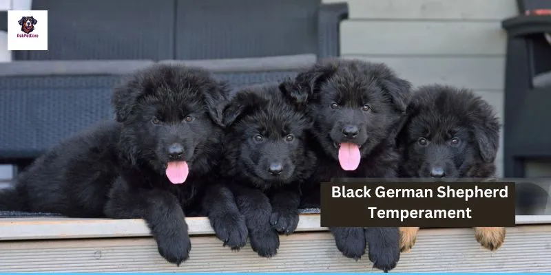 Black German shepherd Temperament