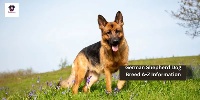 German Shepherd Dog Breed A-Z Information