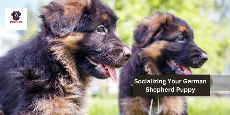 Socializing Your German Shepherd Puppy