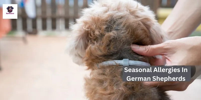 seasonal allergies in German shepherds