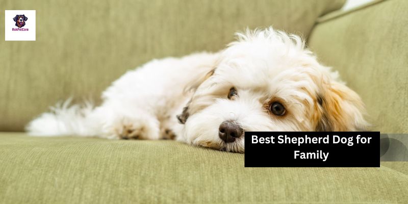 Best Shepherd Dog for Family