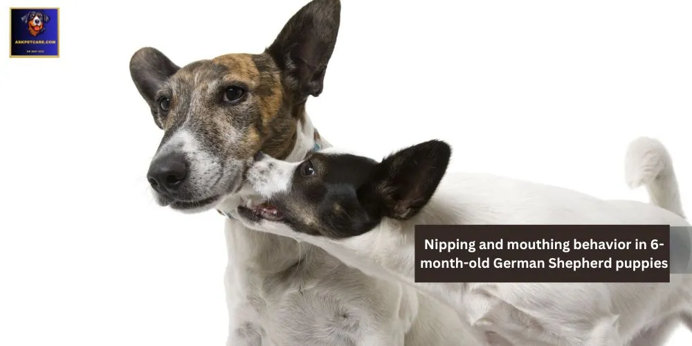 Nipping and Mouthing Behavior in 6-Month-Old German shepherd Puppies