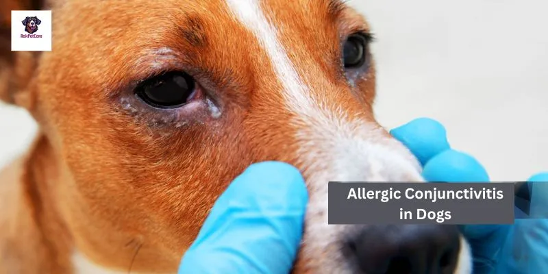 Allergic Conjunctivitis in GSD