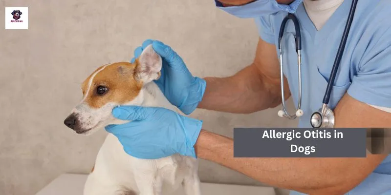 Allergic Otitis in Dogs