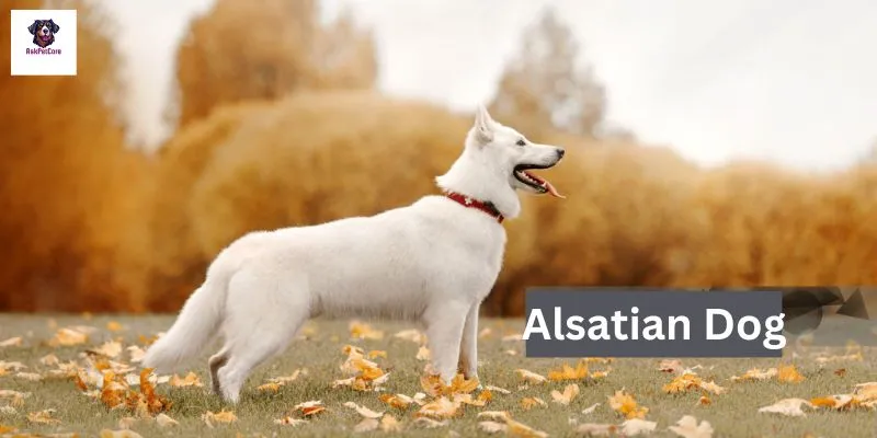 Alsatian Dogs