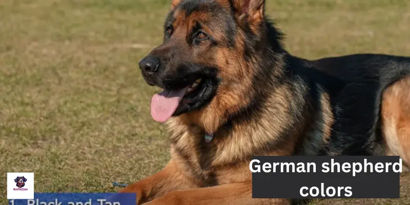 German shepherd Colors