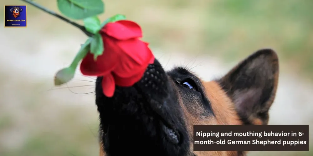 Nipping and Mouthing Behavior in 6-Month-Old German shepherd Puppies