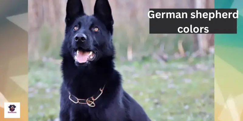 German shepherd Colors