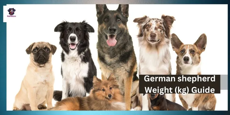 German shepherd Weight (kg) 