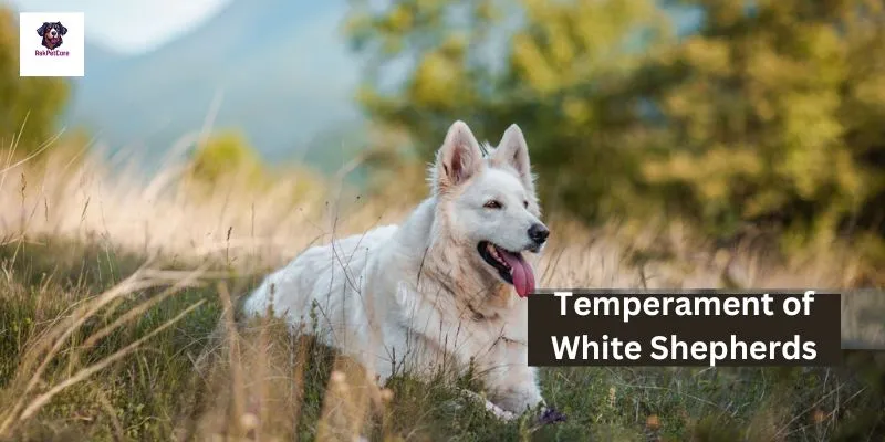 Temperament of White Shepherds