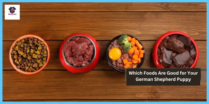 Which Foods Are Good for Your German shepherd Puppy