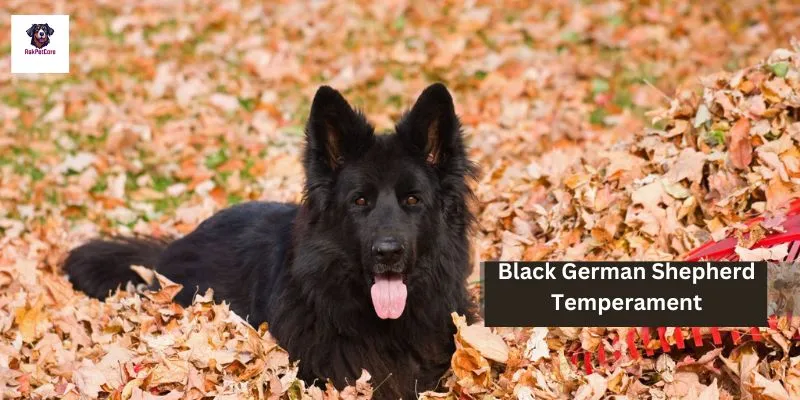 Black German shepherd Temperament