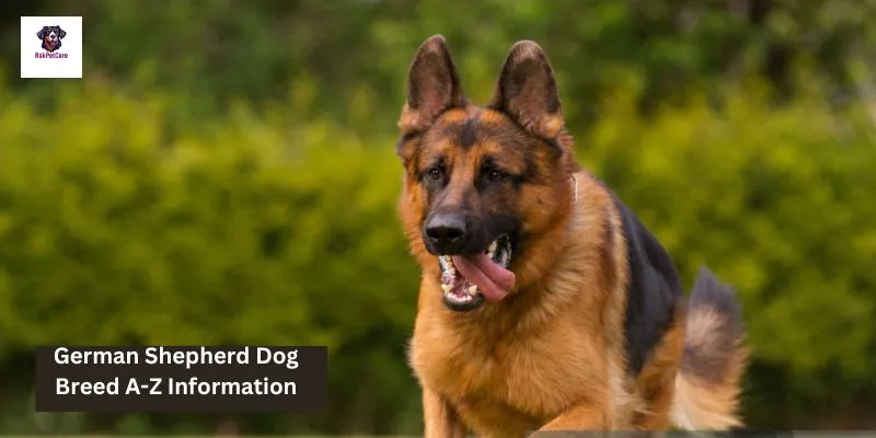 German Shepherd Dog Breed A-Z Information