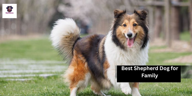 Best Shepherd Dog for Family