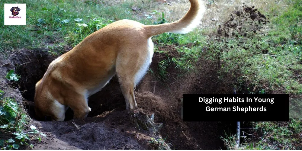 why German Shepherds Digging