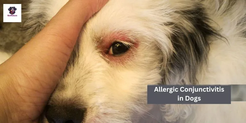 Allergic Conjunctivitis in GSD