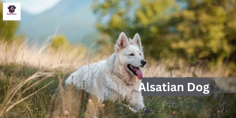 White Alsatian Dog