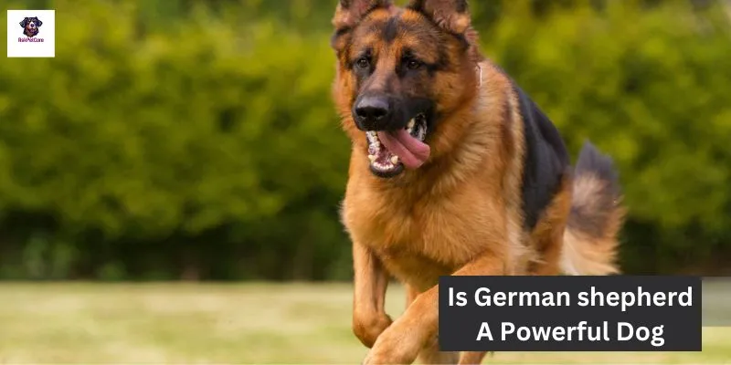 Is German shepherd A Powerful Dog