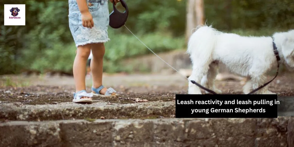 Leash reactivity and leash pulling in young German Shepherds