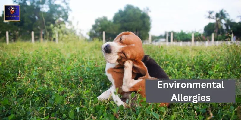 Treatment of environmental allergies in GSD