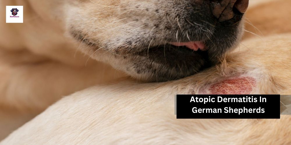 Managing Atopic Dermatitis in German Shepherds: Expert Tips