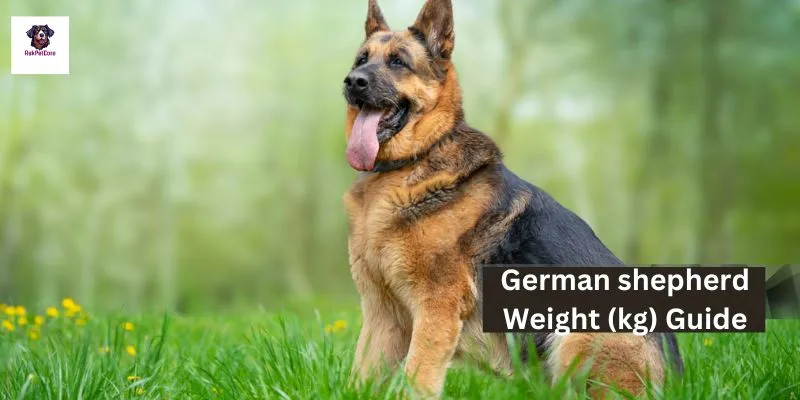 German shepherd Weight (kg) 