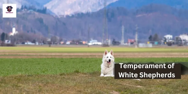 Temperament of White Shepherds