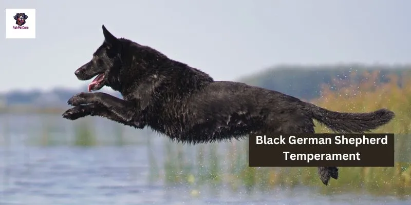 Black German shepherd Temperament