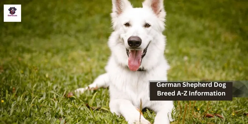 German Shepherd Dog Breed A-Z Information