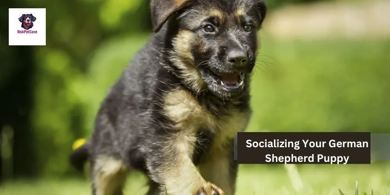 Socializing Your German Shepherd Puppy