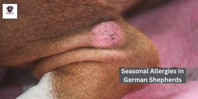 seasonal allergies in German shepherds