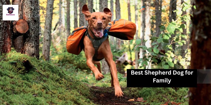 Best Shepherd Dog for Family