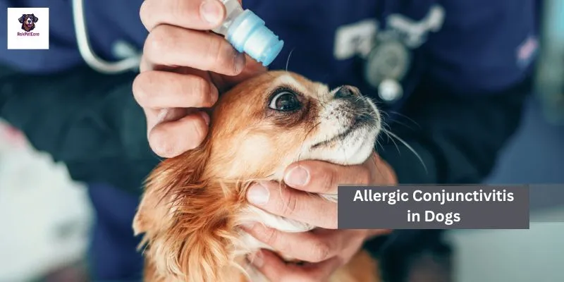 Allergic Conjunctivitis in GSD