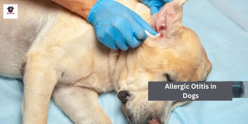 Allergic Otitis in Dogs