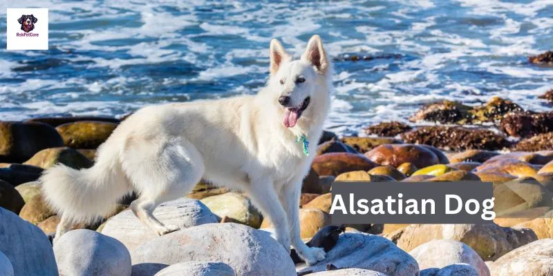 White Alsatian Dog