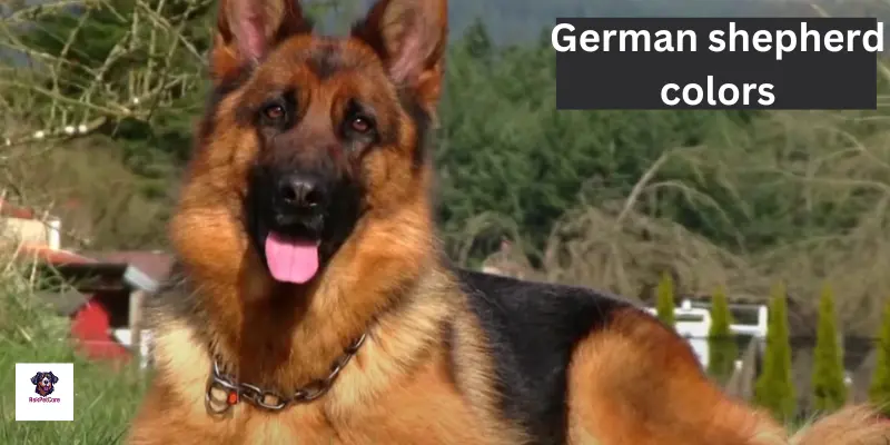 German shepherd Colors