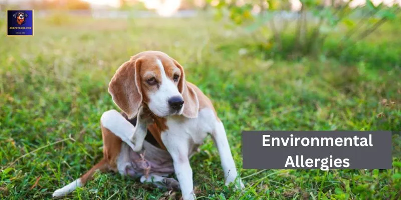 Treatment of environmental allergies in GSD