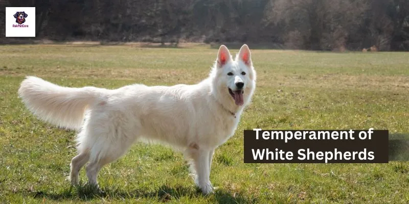 Temperament of White Shepherds