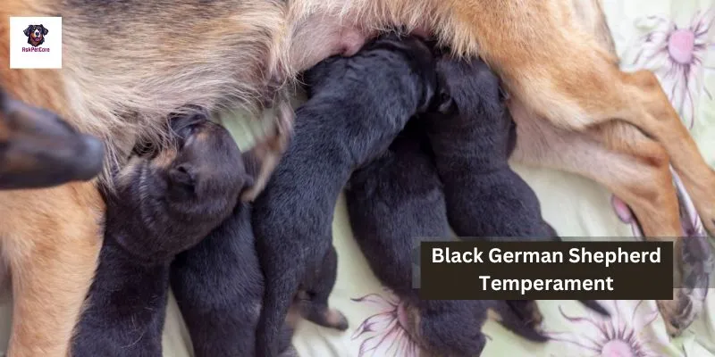 Black German shepherd Temperament