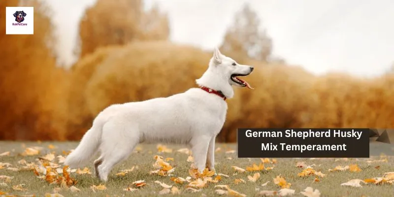 German shepherd Husky Mix Temperament