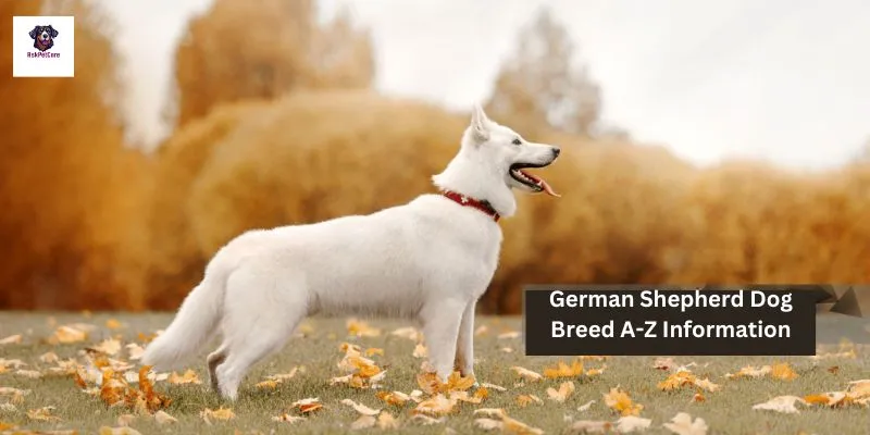 German Shepherd Dog Breed A-Z Information