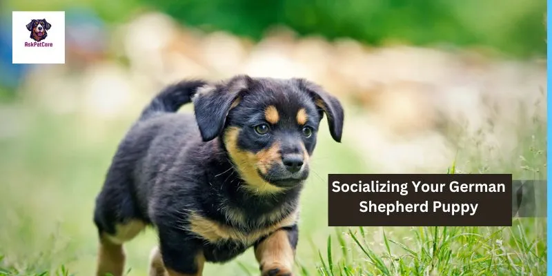 Socializing Your German Shepherd Puppy