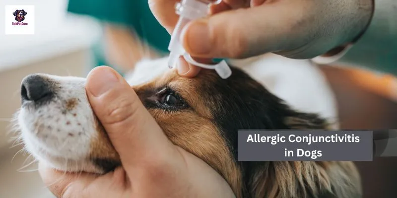 Allergic Conjunctivitis in GSD