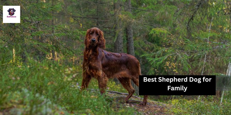 Best Shepherd Dog for Family